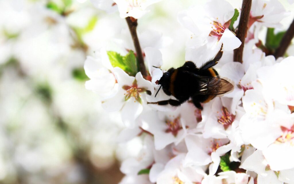 Vibrant Bumblebee Bloom Wallpaper: Spring Branch with White Flowers