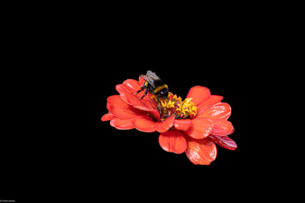 Vibrant Bumblebee Macro on Pink Flower - Stunning Wallpaper Background
