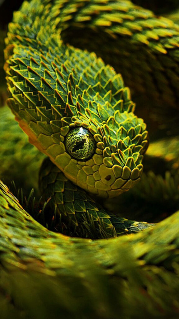 Vibrant Bush Viper Close-Up Wallpaper: Exotic African Background