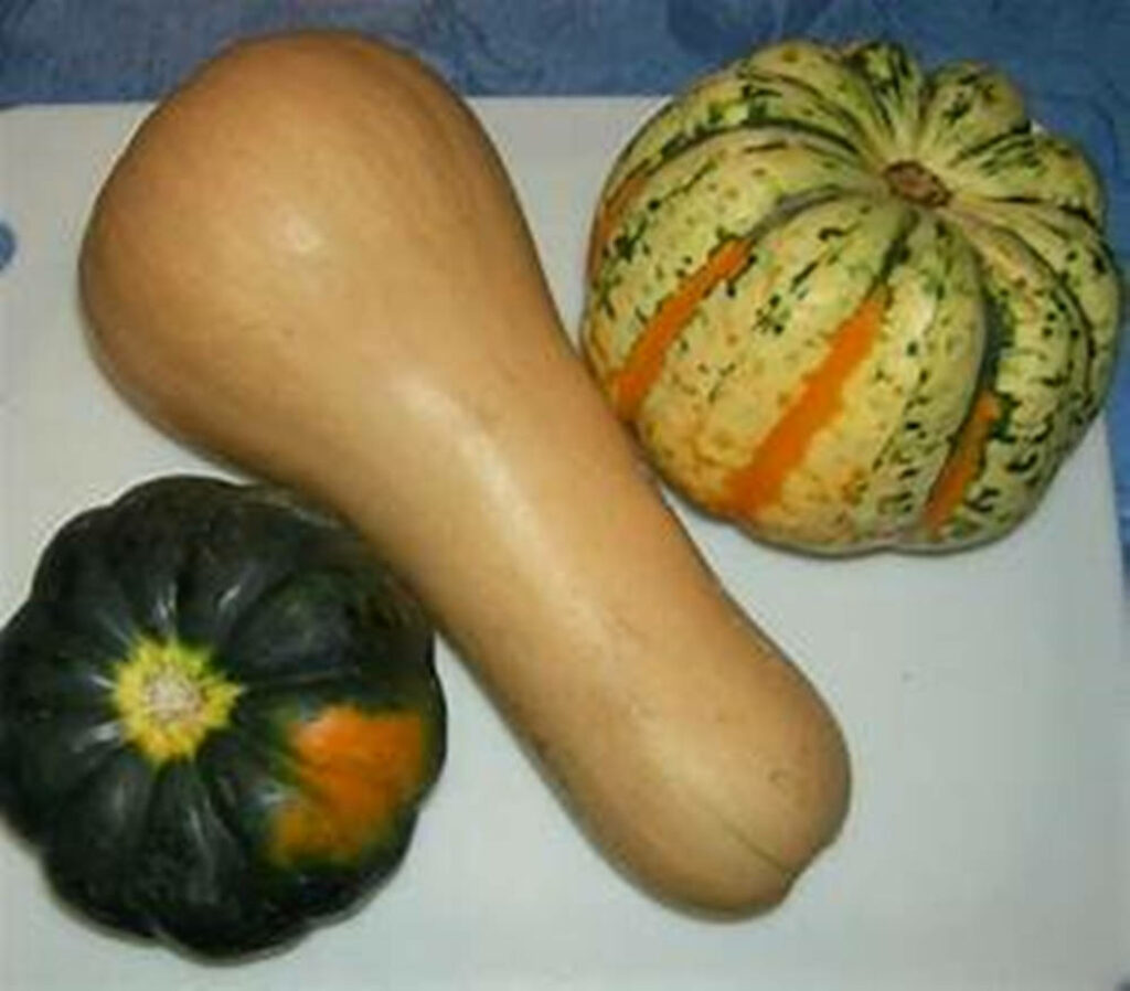 Vibrant Wallpaper of Buttercup & Butternut Squash in Rich Colors