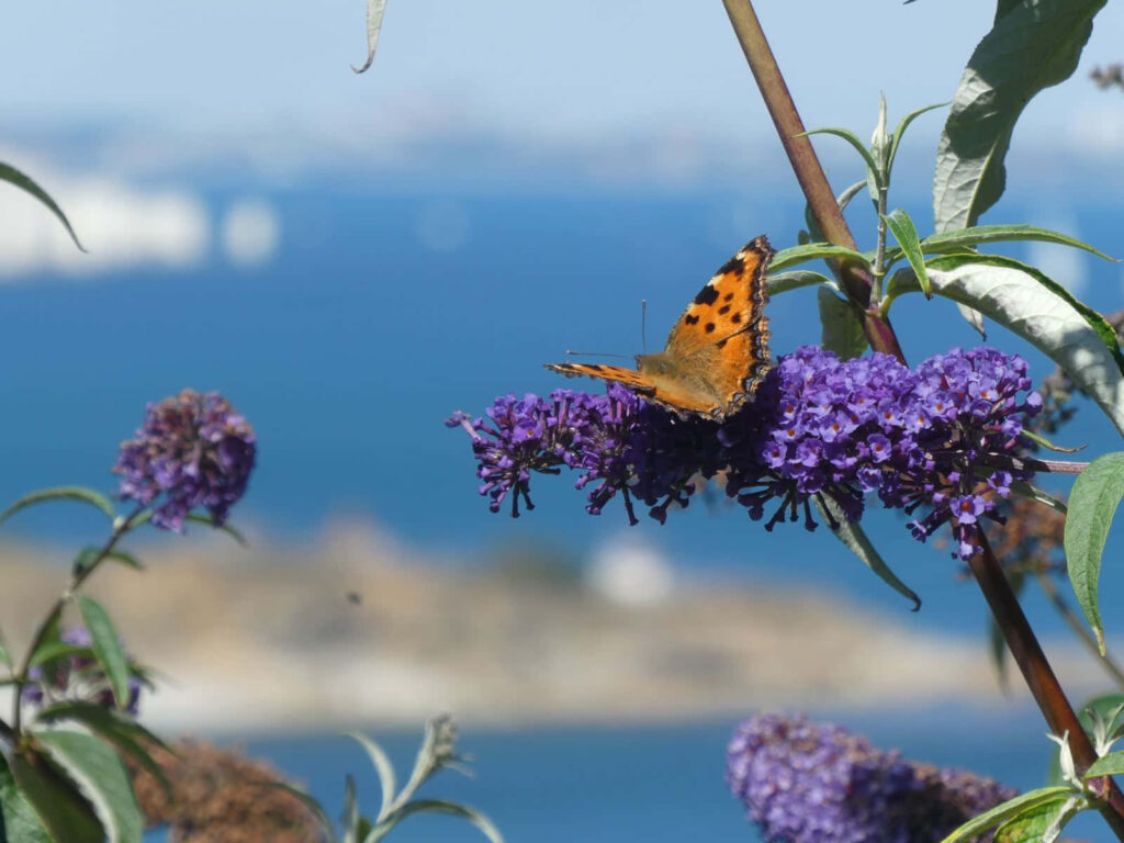 Colorful Butterfly Bush Wallpaper with Butterfly & Summer Sky
