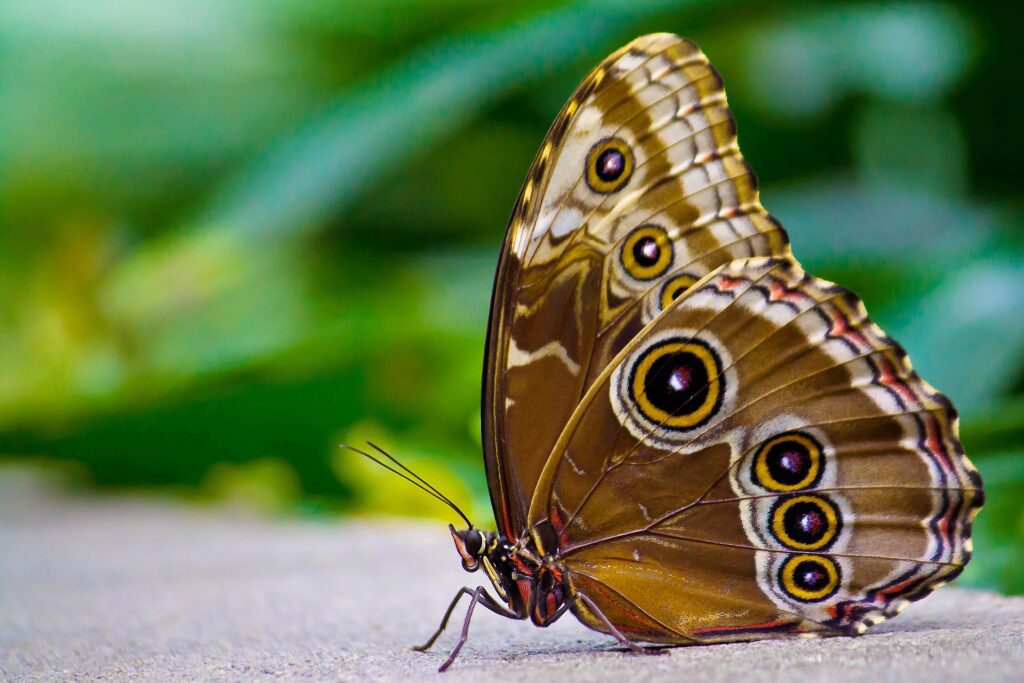 Vibrant Butterfly Close-Up Wallpaper: Intricate Pattern & Natural Beauty