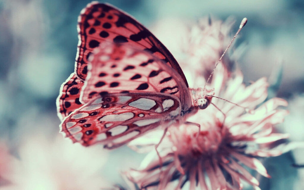Delicate Butterfly Close-Up - Vibrant Floral Wallpaper Background