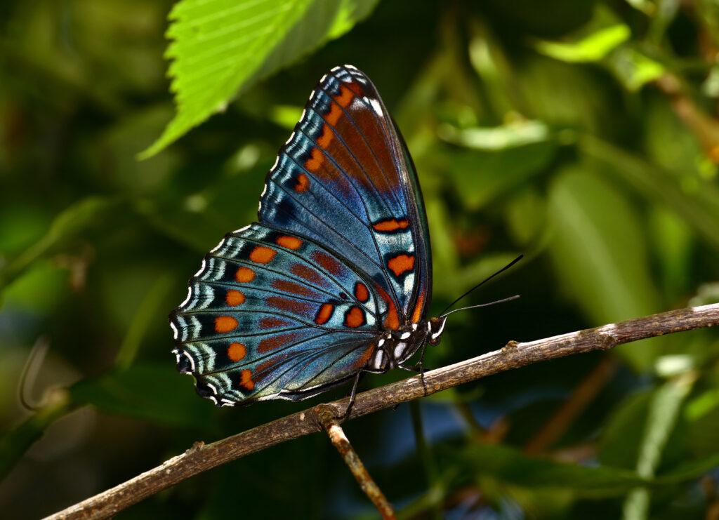 Vibrant Butterfly Macro Close-Up Wallpaper: Colorful Patterns on Tree