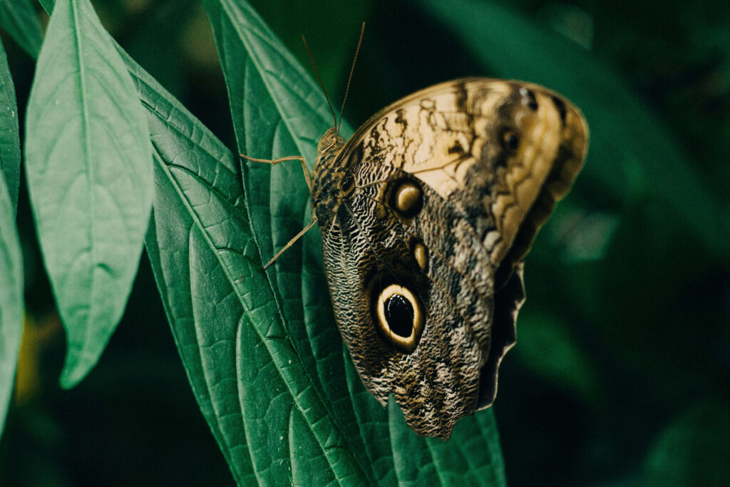 Stunning Butterfly Close-Up on Lush Green Leaves - Wallpaper Background