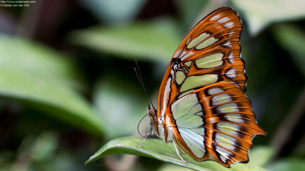 Vibrant Butterfly Close-Up: Intricate Orange & Green Wing Patterns Wallpaper