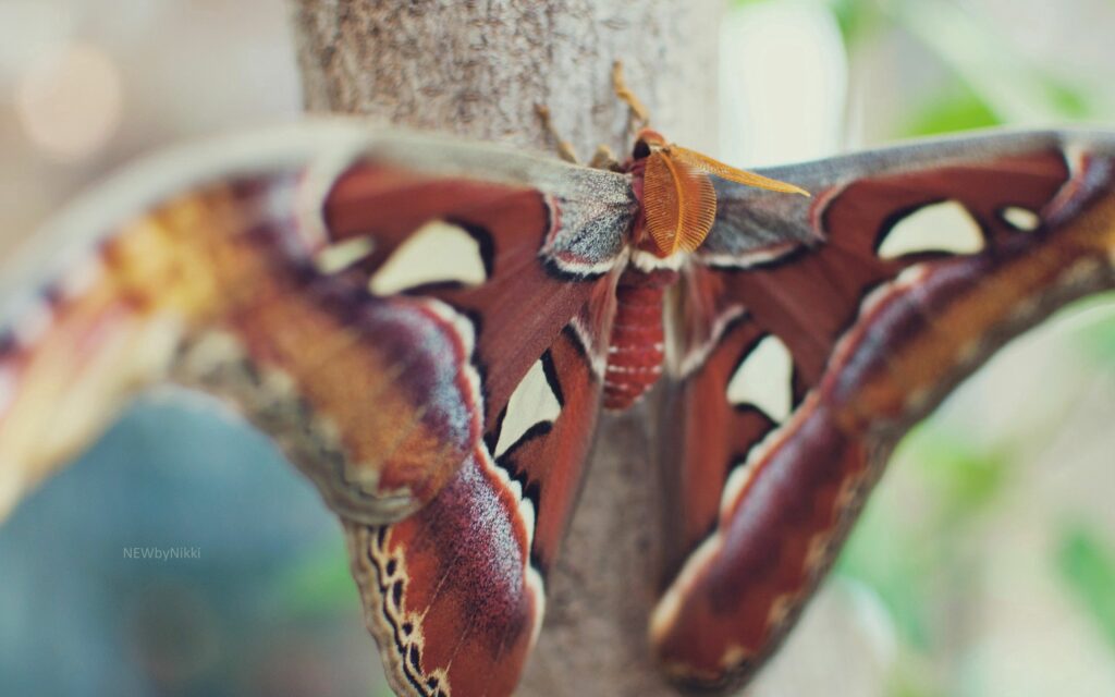 Stunning Butterfly Close-Up on Tree Trunk - Vibrant Wing Wallpaper