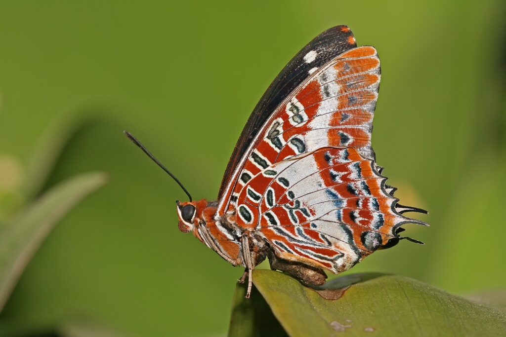 Vivid Butterfly Close-Up on Leaf: Intricate Patterns & Colors Wallpaper