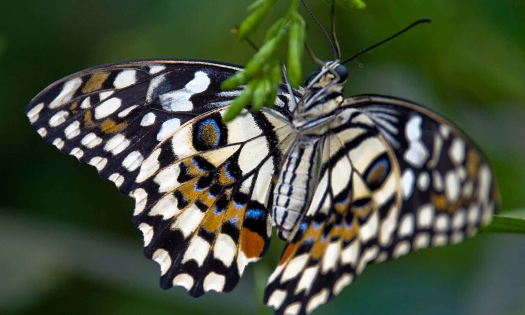Vibrant Butterfly Close-Up: Colorful Nature Wallpaper Background