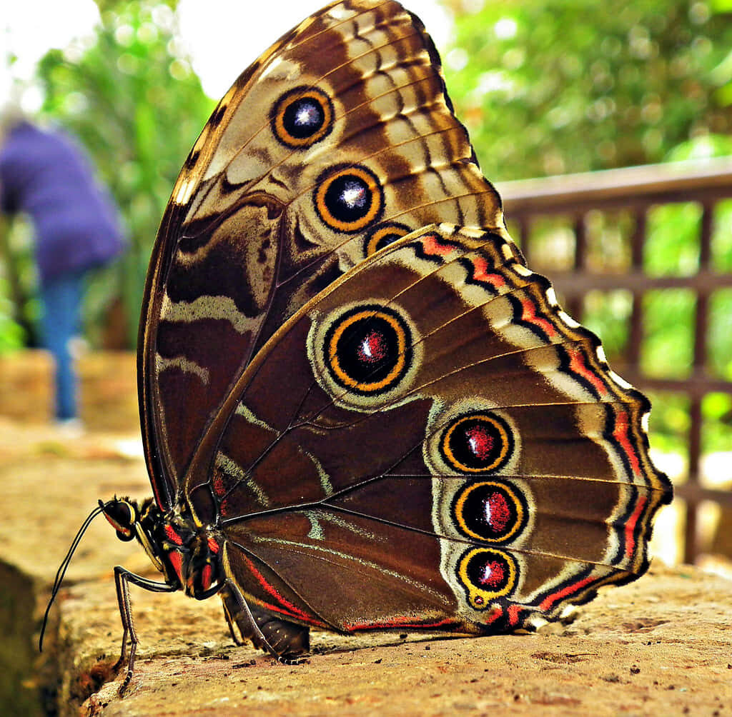 Intricate Butterfly Close-Up: Vibrant Garden Wallpaper Background