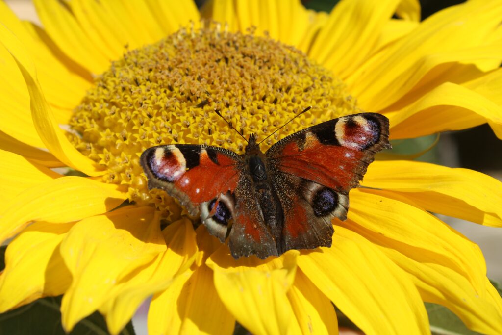 Vibrant Butterfly Close-Up on Yellow Flower Wallpaper Background