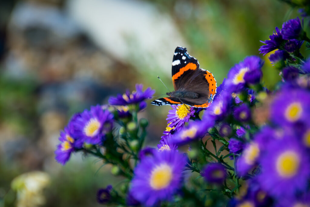 Close-Up Butterfly Wallpaper: Vibrant Purple Flowers & Detailed Wings