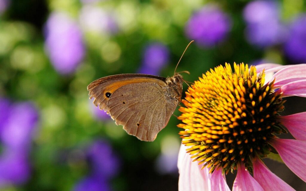 Colorful Butterfly Close-Up Wallpaper: Intricate Floral Details