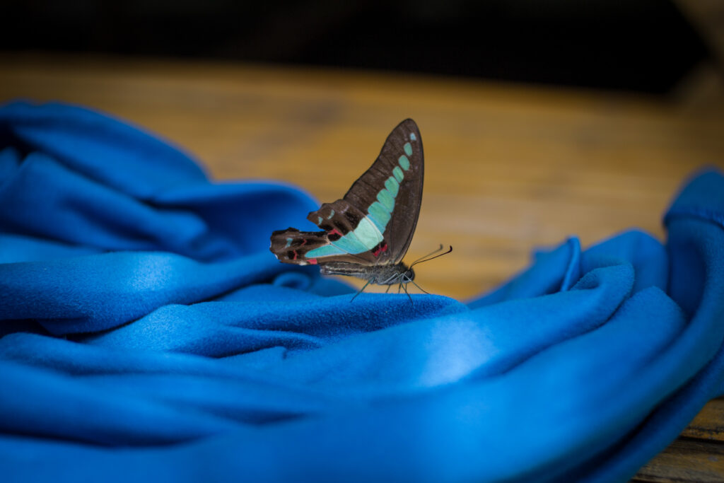 Vibrant Butterfly Close-Up on Soft Blue Fabric Wallpaper Background