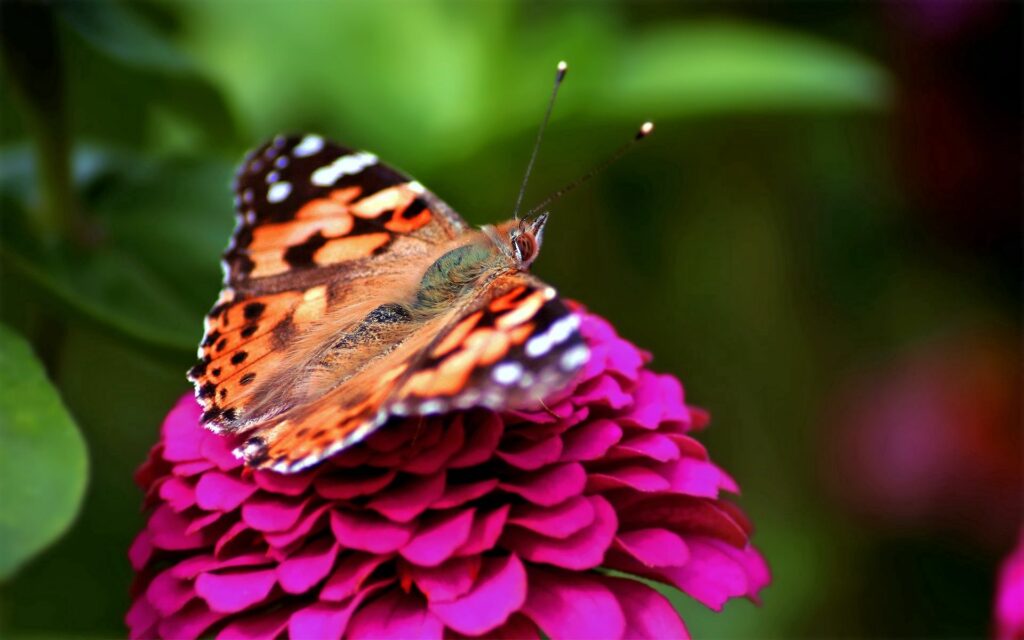 Spotted Butterfly Close-Up: Red, Orange, Black on Pink Flower Wallpaper
