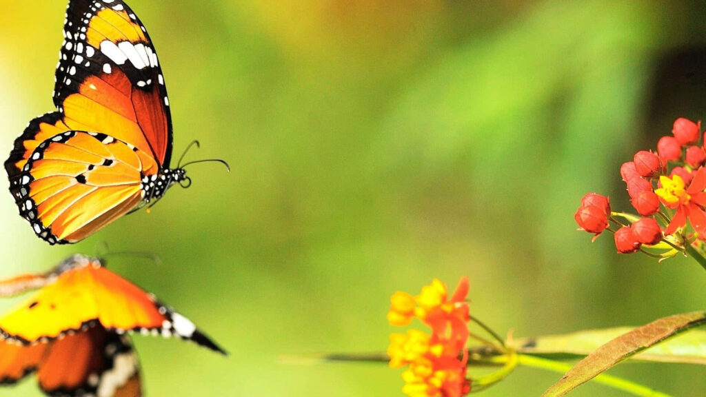 Vibrant Butterfly Desktop Wallpaper: Colorful Flowers & Green Background