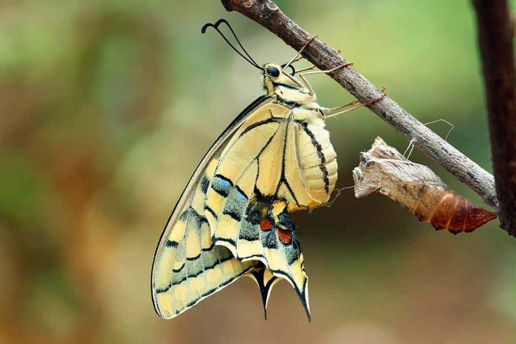 Stunning Butterfly Wallpaper: Transformation Against a Lush Background