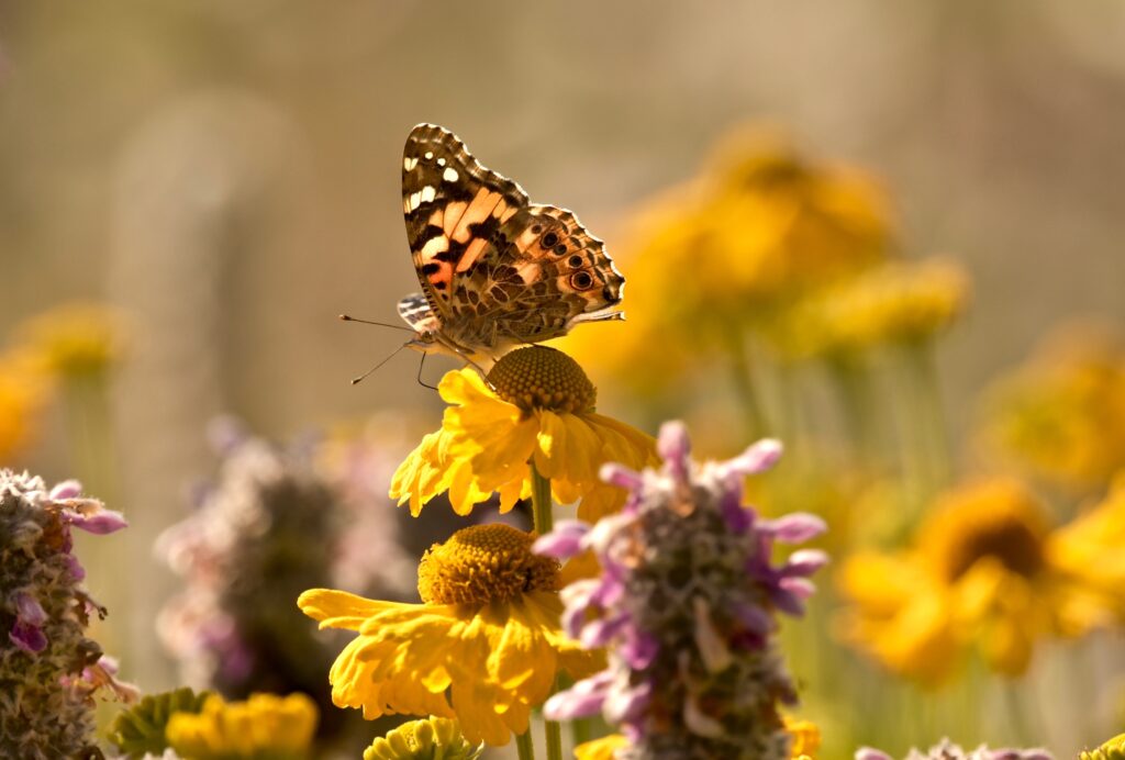 Vibrant Macro Butterfly on Yellow Flower - Serene Nature Wallpaper