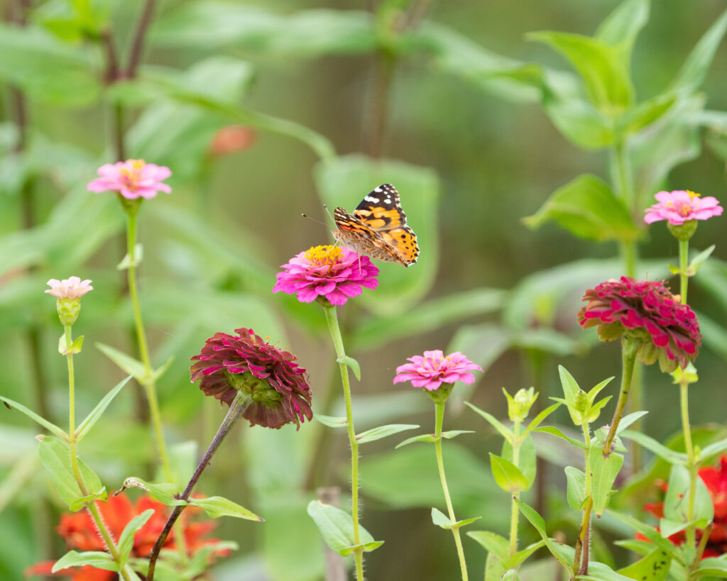 Vibrant Butterfly Macro on Colorful Flowers - Nature Wallpaper
