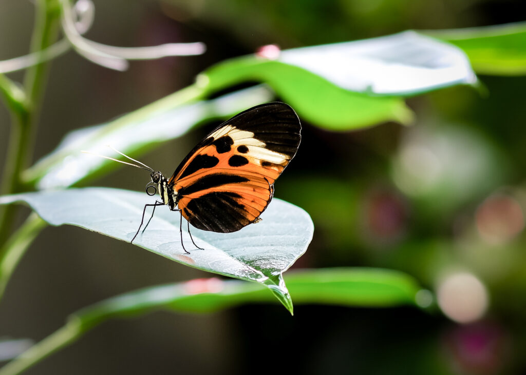 Stunning Macro Butterfly Wallpaper: Orange & Black on Green Leaf