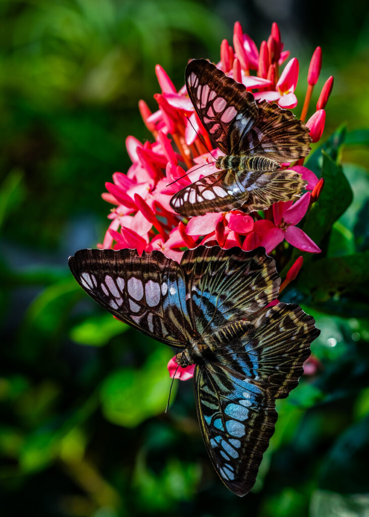 Vibrant Macro Butterflies on Pink Flowers - Lush Wallpaper Background