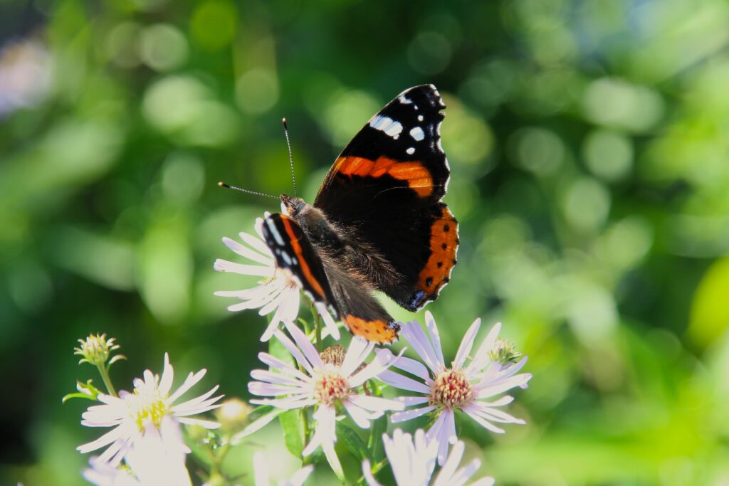 Vibrant Butterfly on Summer Flowers - Lush Green Wallpaper