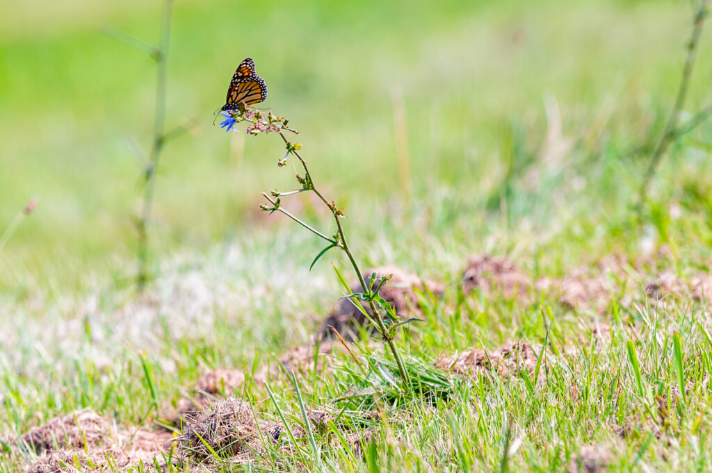 Vibrant Butterfly Macro Photo on Flowering Plant - Nature Wallpaper