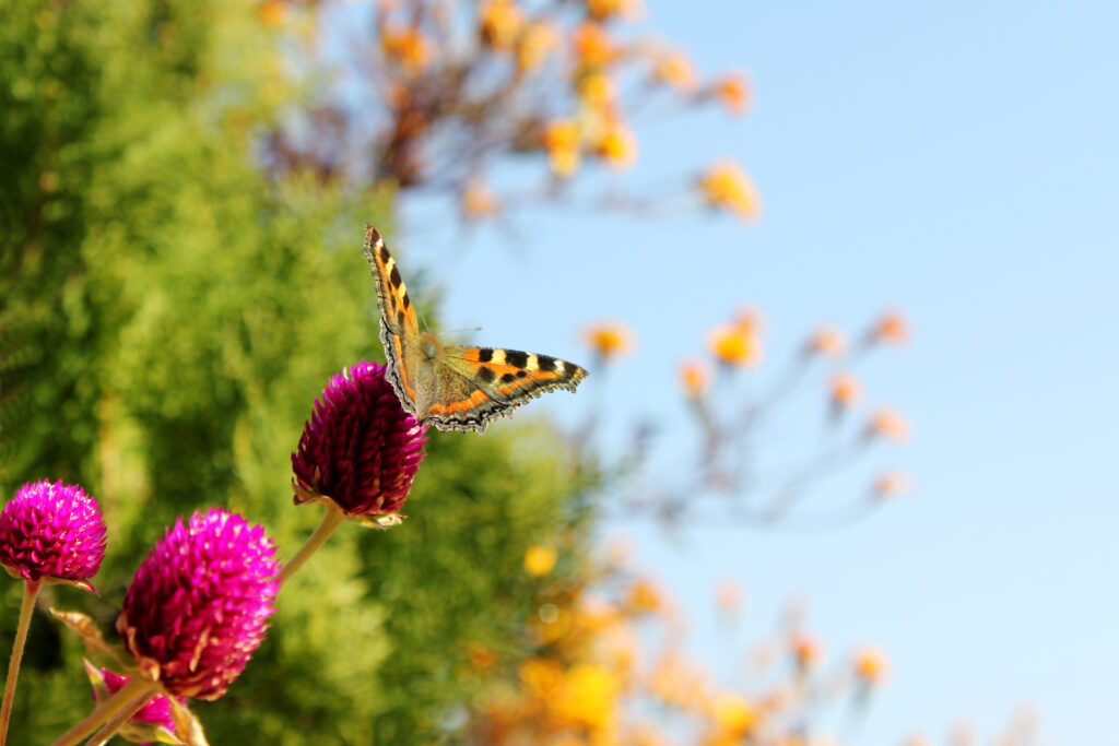Vibrant Butterfly on Pink Flower: Lush Green Nature Wallpaper