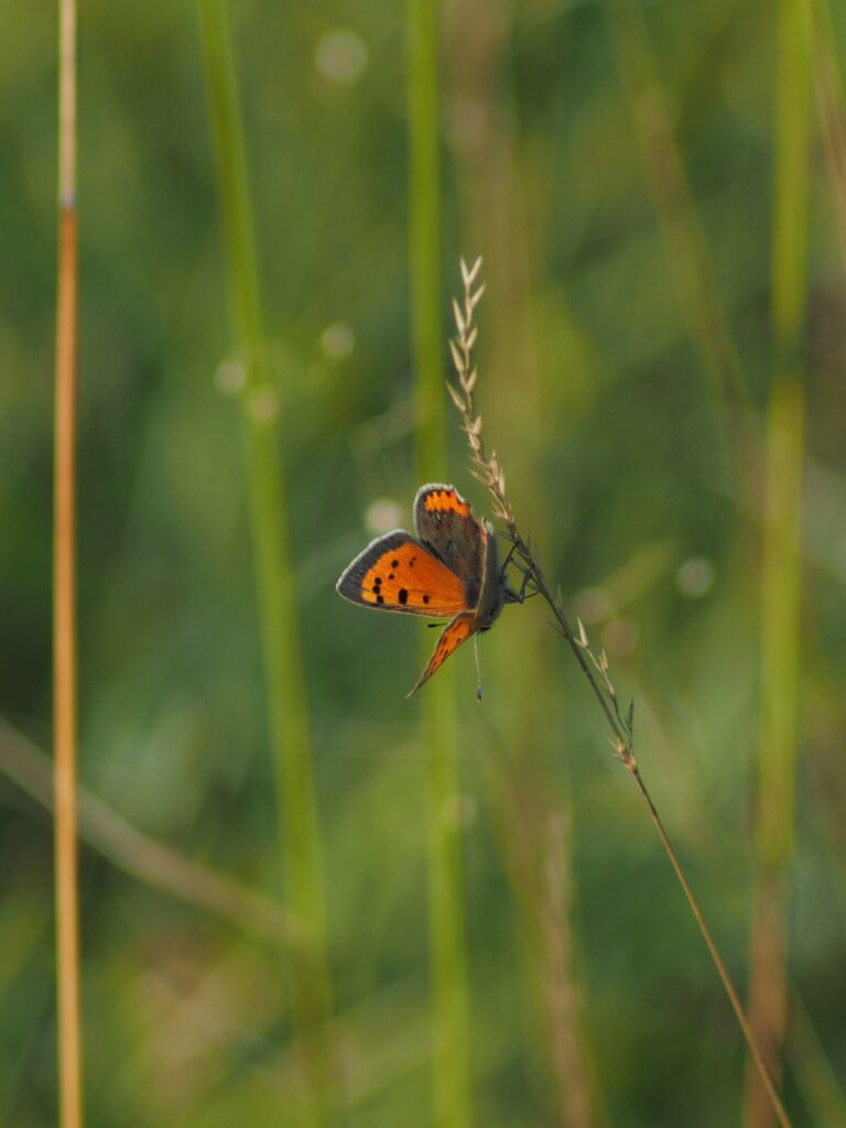 Macro Butterfly Wallpaper: Vibrant Wings on Grass with Green Background