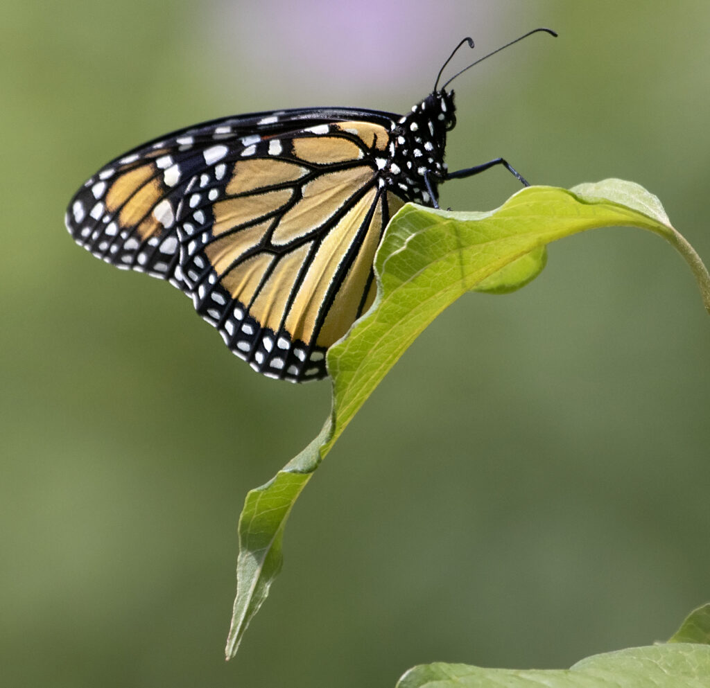 Vibrant Butterfly Close-Up Wallpaper on Green Leaf - Macro Beauty