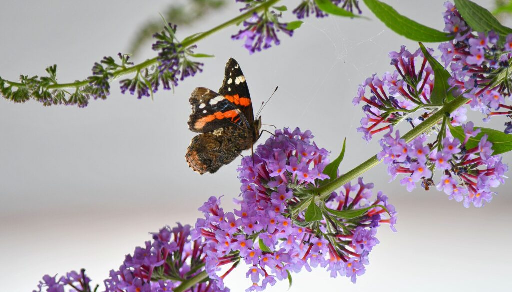 Vibrant Butterfly on Purple Flowers: Stunning Macro Wallpaper