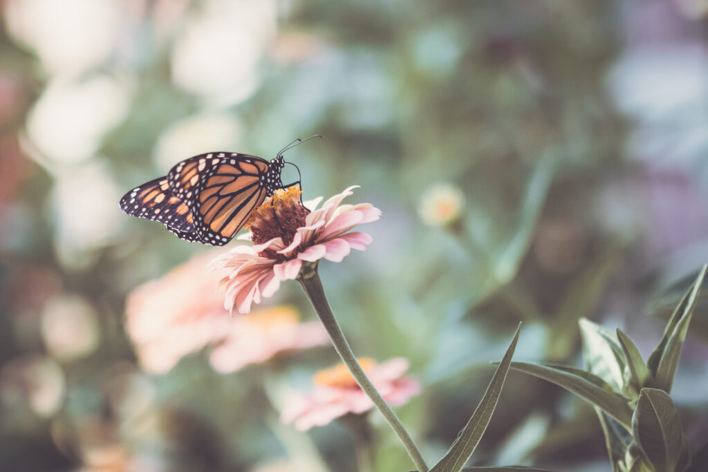 Vibrant Butterfly on Pink Flower - Macro Wallpaper Background