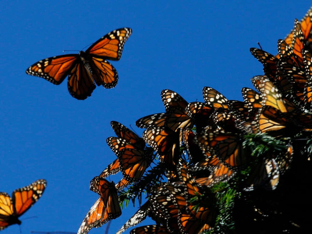 Vibrant Butterfly Migration Wallpaper Against Clear Blue Sky