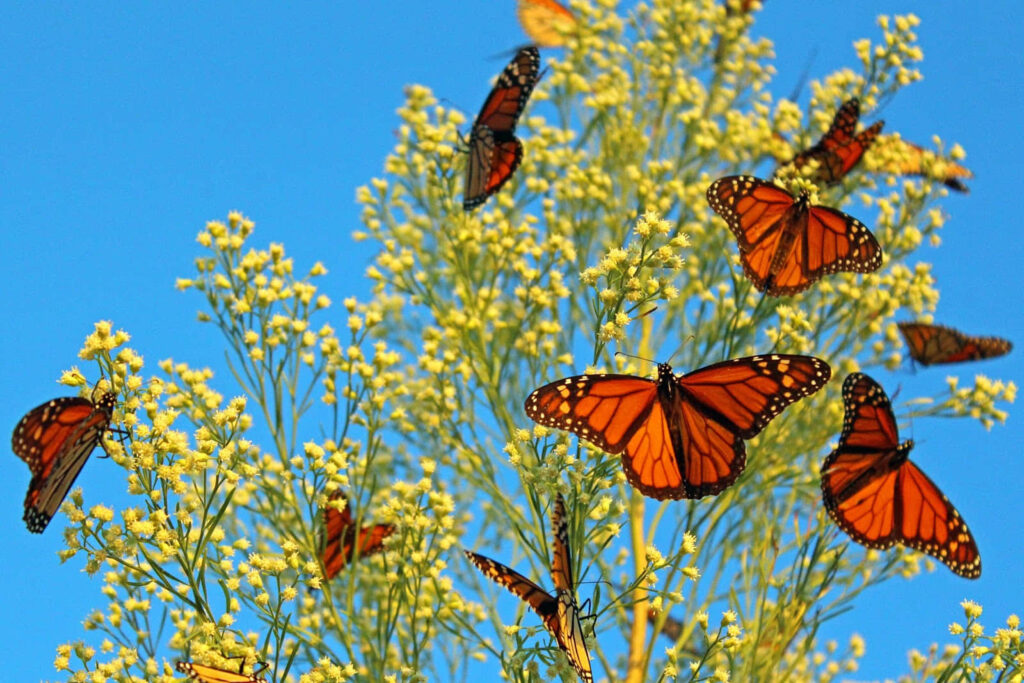 Butterfly Migration Wallpaper: Monarchs on Yellow Flowers & Blue Sky