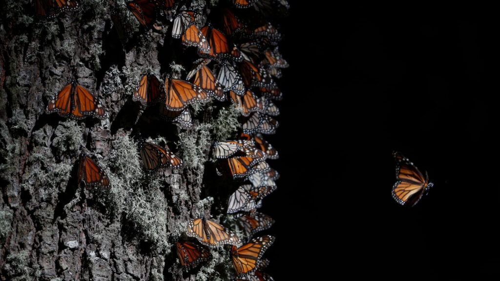 Vibrant Butterflies on Tree Trunk - Stunning Wallpaper Background