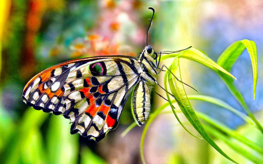 Colorful Butterfly on Green Leaves: Vibrant Wallpaper Background