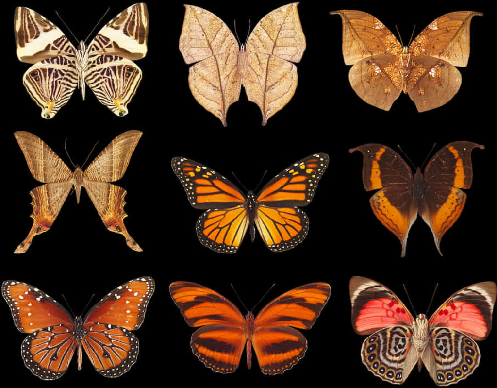 Vibrant Butterfly Species Wallpaper: Intricate Patterns on Black