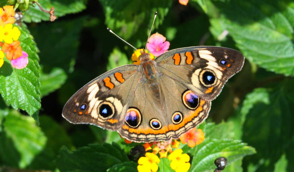 Vibrant Butterfly Wallpaper: Nature's Beauty on Colorful Flowers