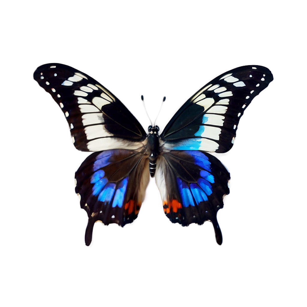 Vibrant Butterfly Wallpaper: Black, White, Blue & Orange Patterns