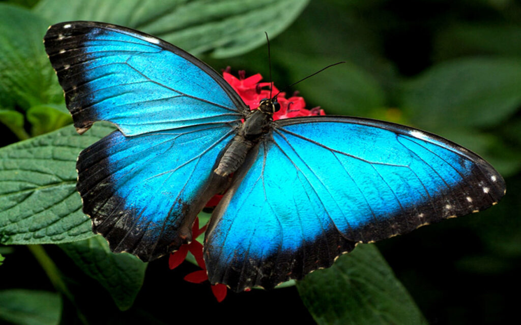 Vibrant Wallpaper: Blue Butterfly on Red Flower, Green Background