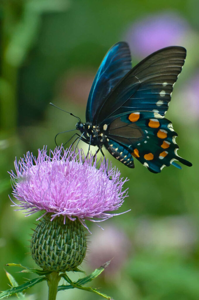 Vibrant Blue-Orange Butterfly on Pink Flower Wallpaper Background