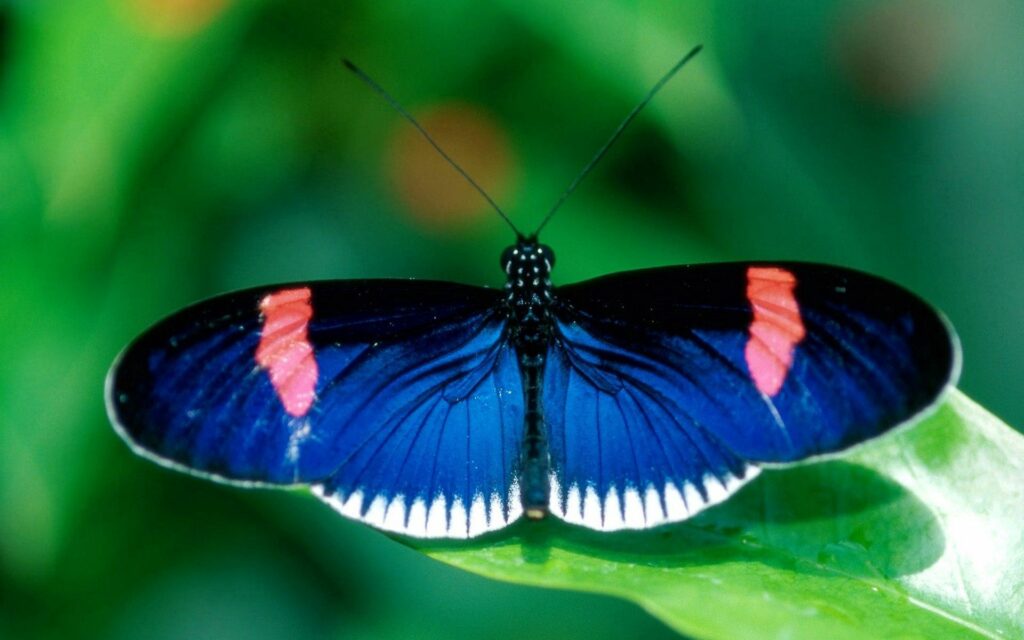 Vibrant Butterfly Wallpaper: Blue Wings on Green Leaf Background