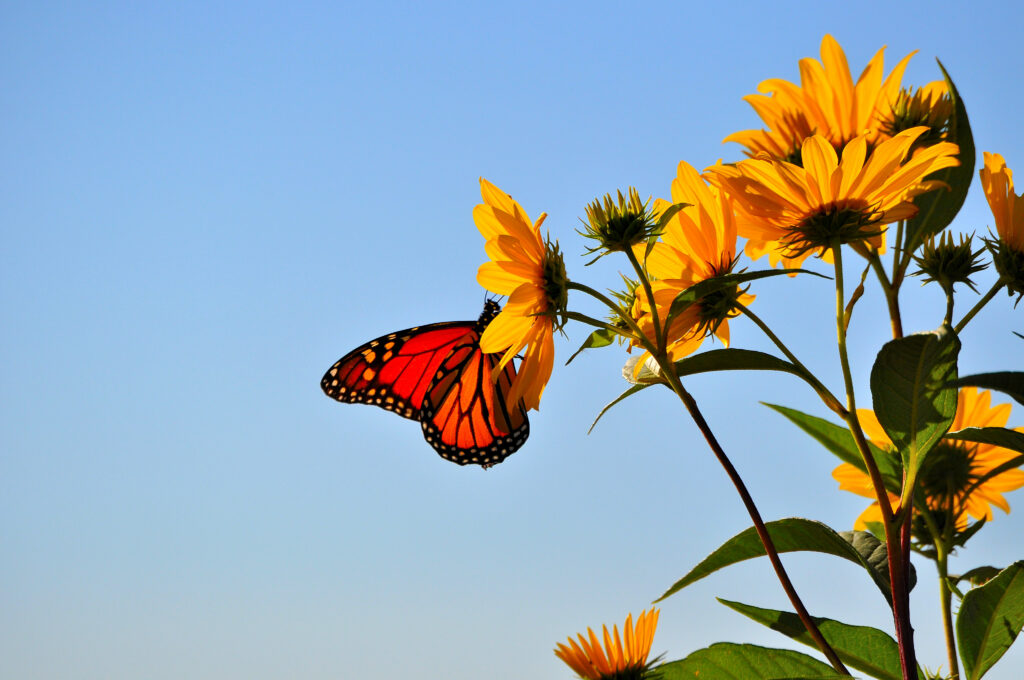 Vibrant Butterfly on Yellow Flower: Stunning Background Wallpaper