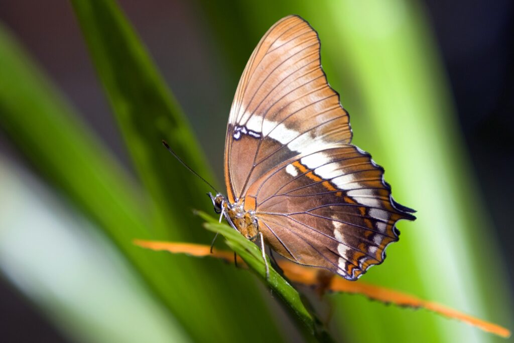 Close-Up Butterfly Wallpaper: Vibrant Nature Details & Intricate Patterns