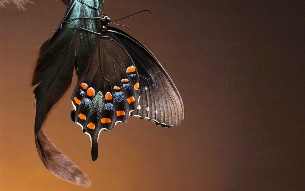 Stunning Butterfly Wallpaper: Vibrant Orange, Black & Blue Patterns