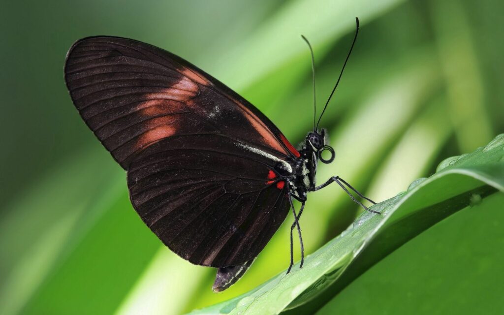 Vibrant Butterfly Wallpaper: Close-Up with Intricate Wing Patterns