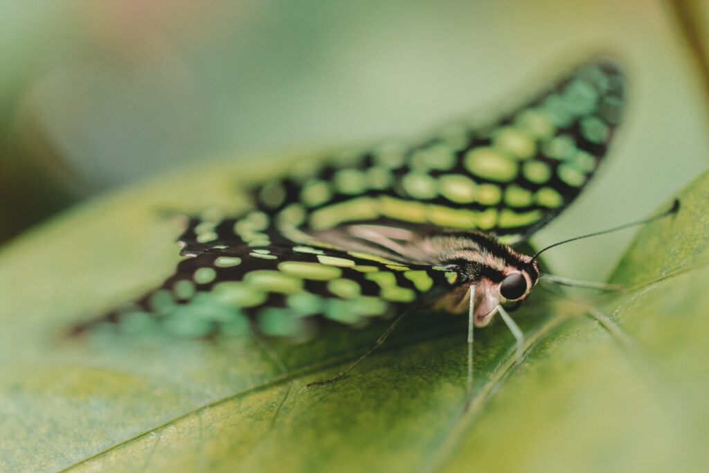 Vibrant Butterfly Close-Up Wallpaper on Green Leaf with Intricate Patterns