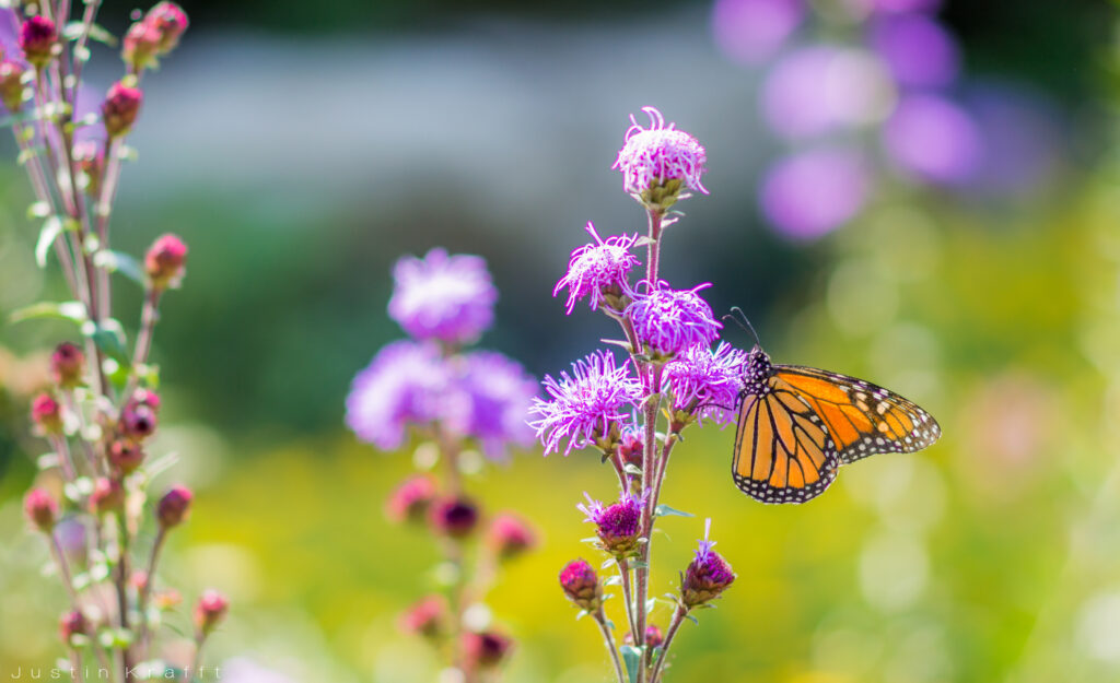 Stunning Butterfly on Purple Flowers | Serene Wallpaper Background