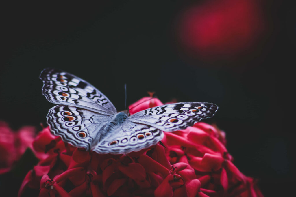 Vibrant Butterfly Close-Up Wallpaper on Red Flowers