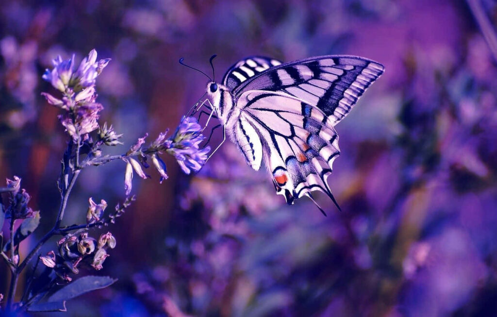 Vibrant Butterfly Wallpaper: Colorful Flower Burst in Purple & Blue